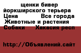 щенки бивер йоркширского терьера › Цена ­ 8 000 - Все города Животные и растения » Собаки   . Хакасия респ.